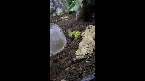 Got to love frogs. (Toads)