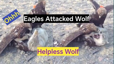 Eagles Attacked Wolf l Angry Eagle l Wild Wolf l Eagle vs Wolf l Birds vs Animals l