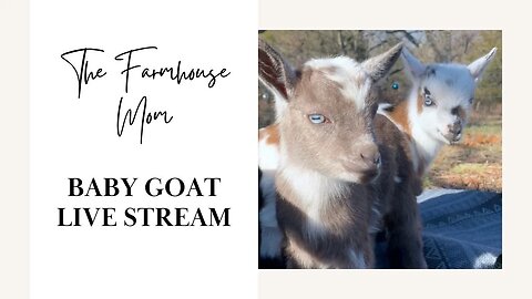 Baby Goat Nursery Live Cam from The Farmhouse Mom