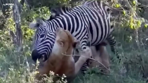 When a hungry lion preys on a zebra