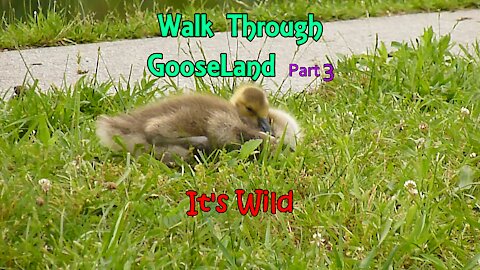 Walk Through GooseLand Part 3