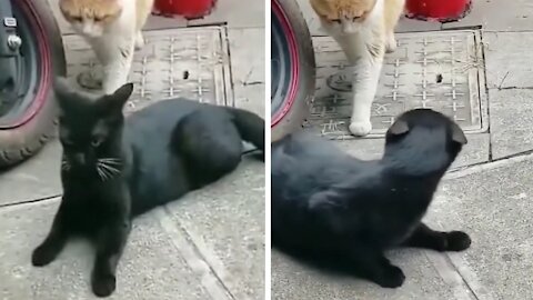 Cat Ends Up Discovering The Black Cat's Betrayal, And The Black Cat Gets Scared