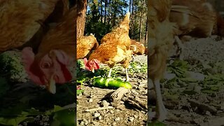 #chickens #freerange #farmanimals #homesteading #homesteadlife #farm #farmlife