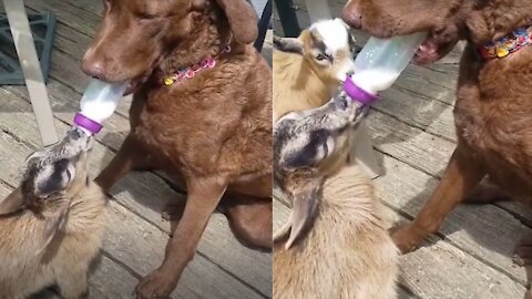 Dog Feeds Baby Goats Some Milk