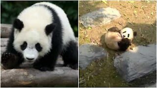 Baby panda ha un talento speciale nel rotolarsi