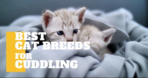 The Best Cat Breeds for Cuddling