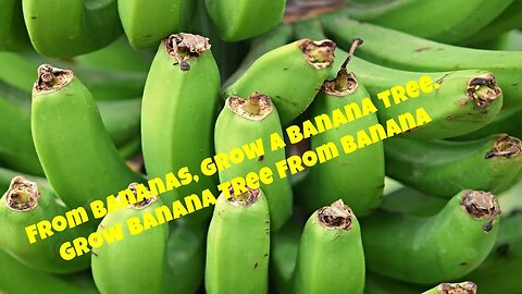 From bananas, grow a banana tree. Grow banana tree from banana 🍌🍌🍌