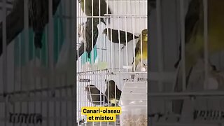 Canari-oiseau et mistou