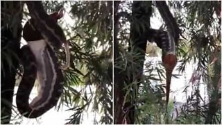 Slange henger fra et tre mens den spiser en pungrotte hel