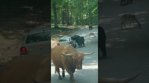 Cow attack 😀