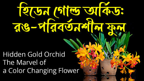 Hidden Gold Orchid The Marvel of a Color Changing Flower , হিডেন গোল্ড অর্কিড: