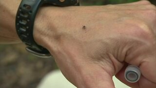 Tick population increasing in Mid-Michigan ahead of summer