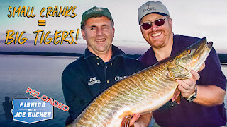 SmaSmall Cranks = Big Tigers | MUSKY | Fishing With Joe Bucher RELOADED