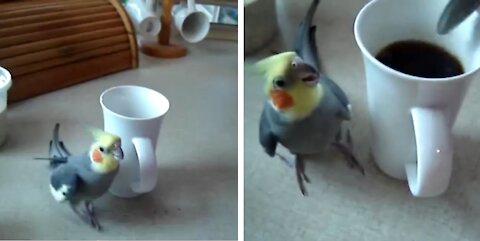 Cute Bird Has Hilarious Morning Coffee Ritual