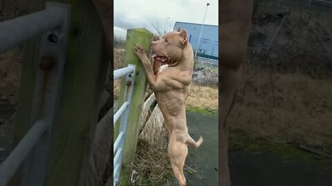 Bulldog pitbull dog||very big height|english bulldog||british bulldog||#GigoX#bulldogs#thedodo#short