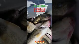 04-23-2022 couple fish short of a 6 man limit!! Lake Erie Fire! Trolling big walleye!