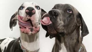 These goofy dogs are simply tongue-tastic!