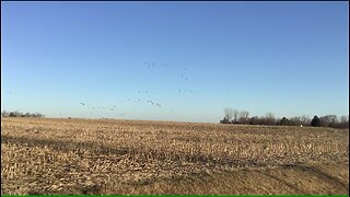 Wild Geese Feeding in a Corn Field