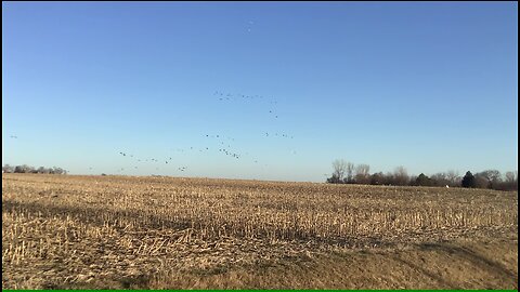 Wild Geese Feeding in a Corn Field