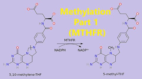 Methylation - Part 1 (MTHFR) - MTHFR KETO CARNIVORE