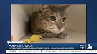 Naomi the cat looking for a home at the Maryland SPCA