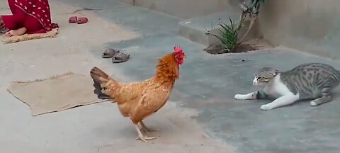 Chicken VS Dog & Cat - Funny Video