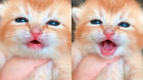 Baby Kitten Meowing Loudly