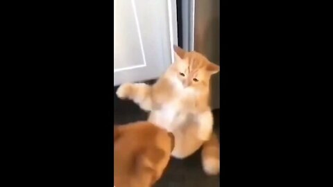 Cat and dog big fight video viral!