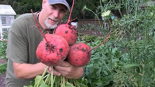 July Garden Update | Falling Behind | VLOG