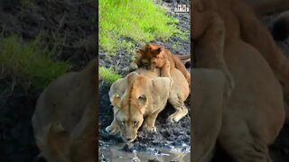 Playful Lion Cub | Saturday #shorts