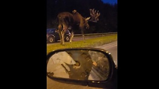 Proud-Looking Moose Walks Down Street