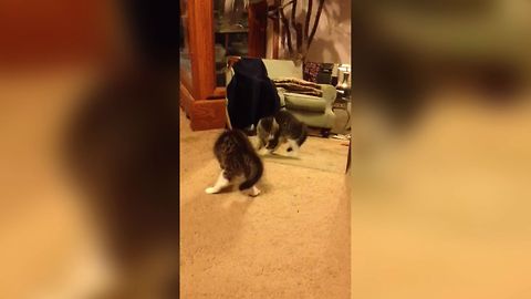 Cute Kitten Fights With Her Reflection