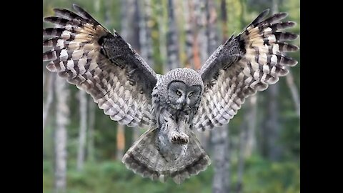 Owl catching moment