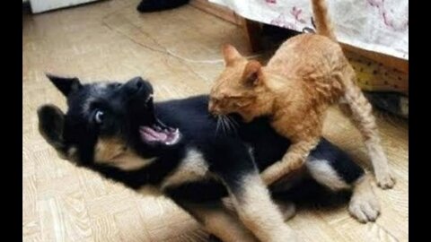 Dog vs cat funny