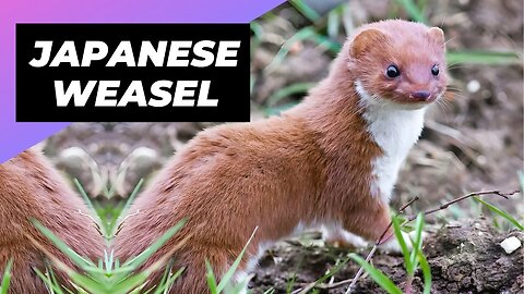 Japanese Weasel 🦫 One Of The Cutest And Most Exotic Animals In The Wild #shorts