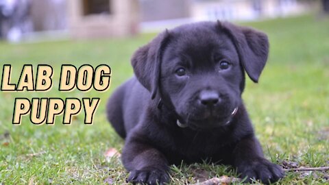 Lab Dog Puppy Black Video By Kingdom Of Awais