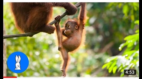 Baby orangutans are so beautiful, cutest without completion