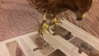 Haukka yrittää metsästää lehteen painettuja eläimiä