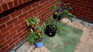 backyard garden