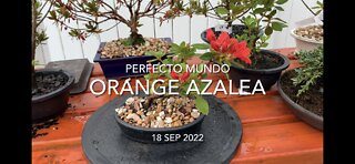 Perfecto Mundo Orange Azalea