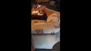 Bad dog caught eating owner's leftovers