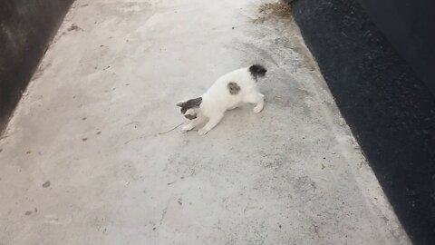 I am alone, A kitten that doesn't look lonely at all.(62day old cat - part5)