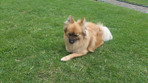 My dog playing ball in the garden