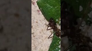 leaf cutter ant on the hunt #leafcutterant #ants #pets #nature