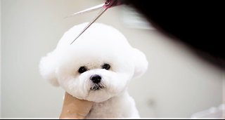 Bichon Frise puppy receives Mickey Mouse haircut