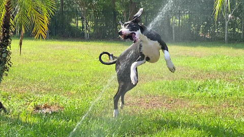 Great Dane Puppy Loves Jumping Through The Sprinklers