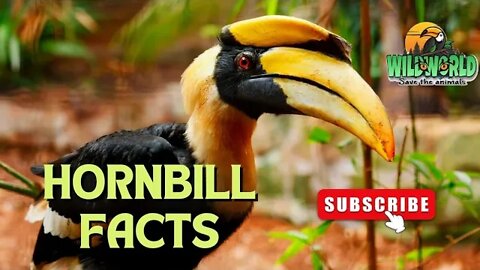 amazing hornbill facts