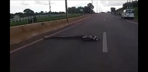 Giant Anaconda Crossing Road