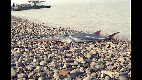 Ghosts of the River: Reflecting on the Chinese Paddlefish's Lost Majesty