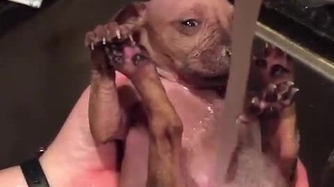 Spa day for foster puppy is a dream come true